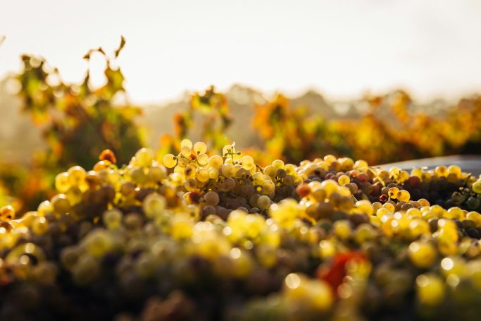 Weinlese im Herbst in Bacharach am Mittelrhein
