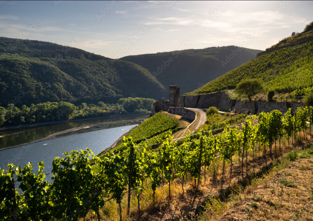Panorama Rhein und herbstlich gefärbte Weinberge