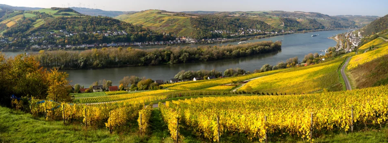 Herbstliche Weinberge bei Bacharach mit Blick ins Rheintal