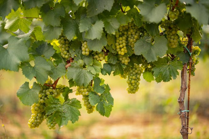 Reife Rieslingtrauben im Herbst in den Weinbergen in Bacharach am Rhein